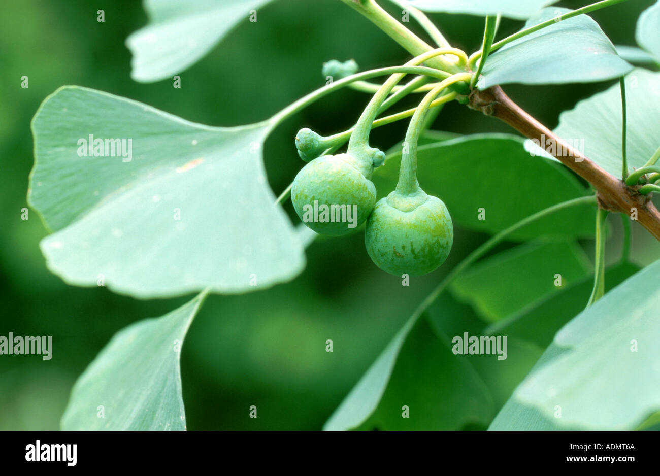 Maidenhair tree, Ginkgo Tree, Gingko Tree, Ginkgo Tree (Ginkgo biloba), pianta femmina con foglie e semi Foto Stock