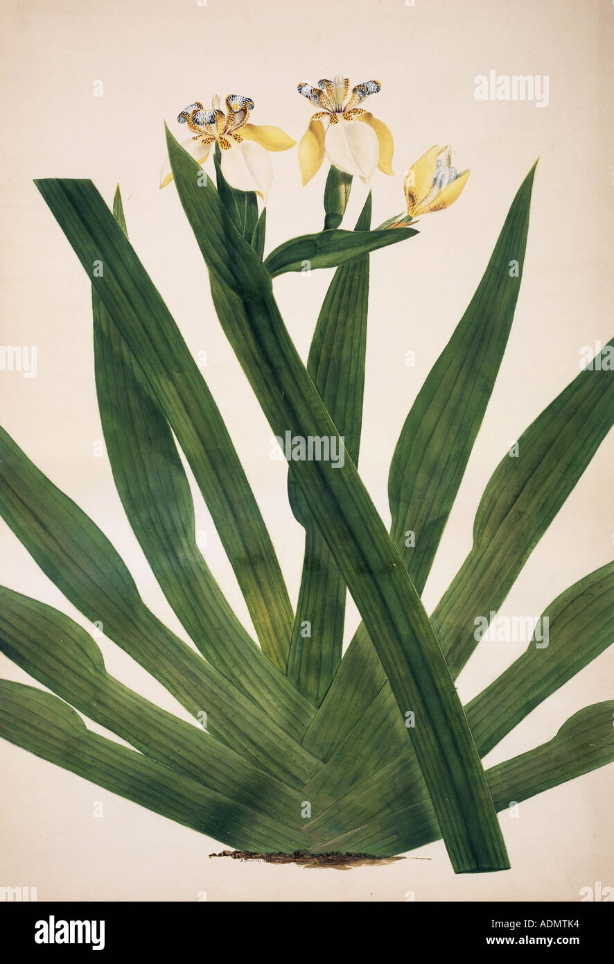 Iris ensata iris giapponesi Foto Stock