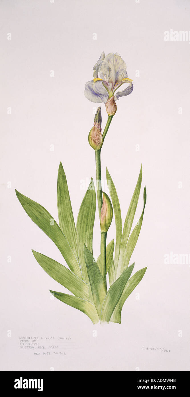 Iris pallida barbuto iris Foto Stock