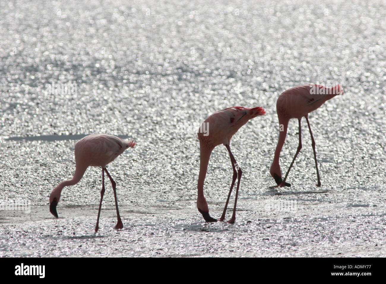 Lesser Flamingo lago salino safari del cratere di Ngorongoro Foto Stock