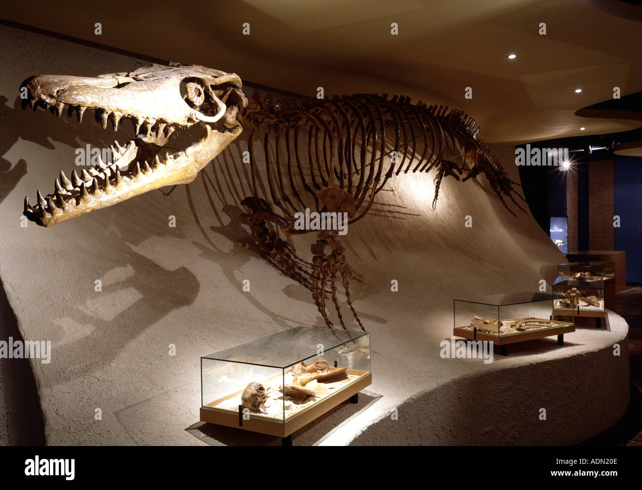 Maastricht, Naturhistorisches Museum, Skelett eines Dinosaurier (Mosasaurus) Foto Stock
