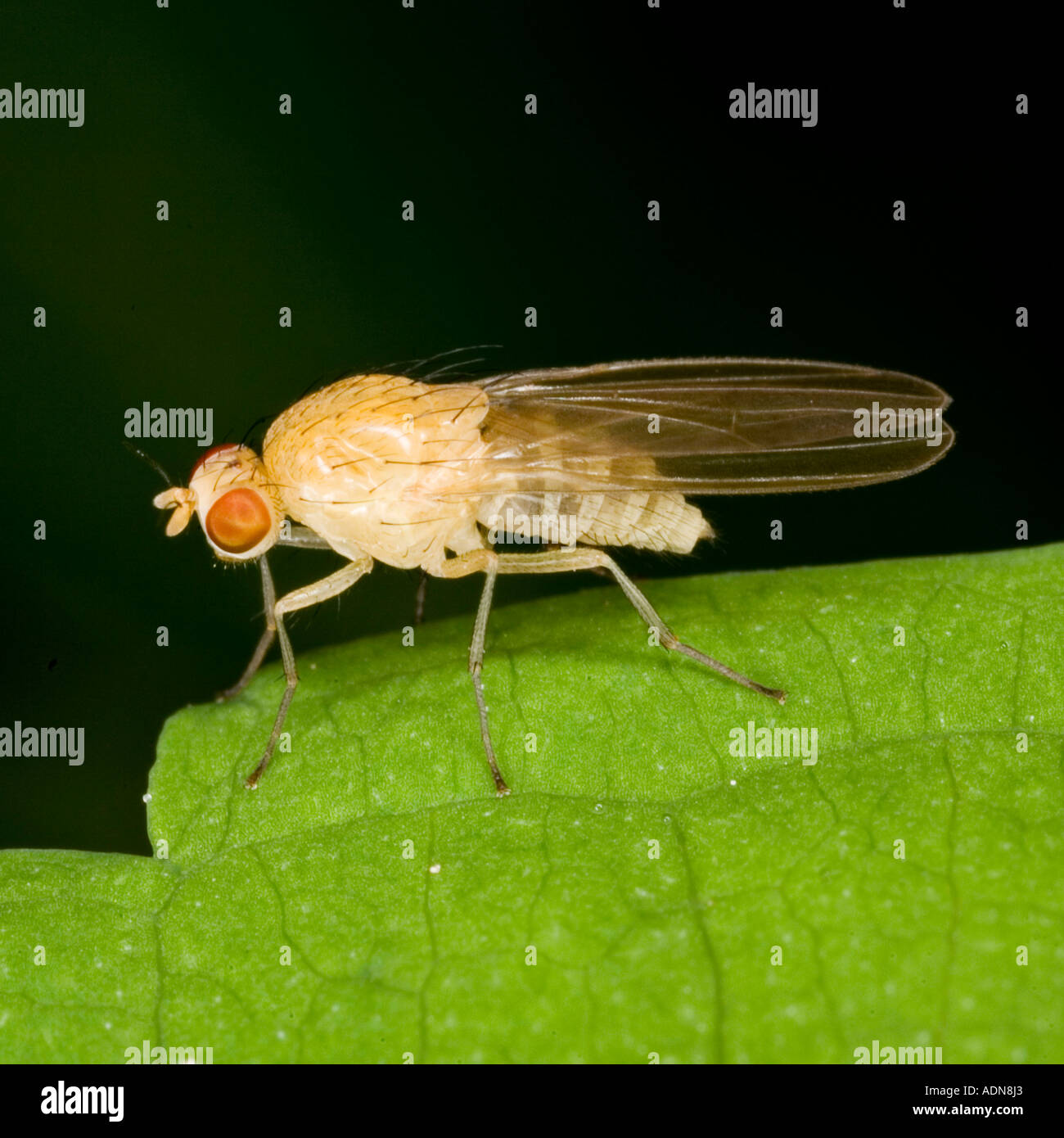 La Drosophila melanogaster Foto Stock