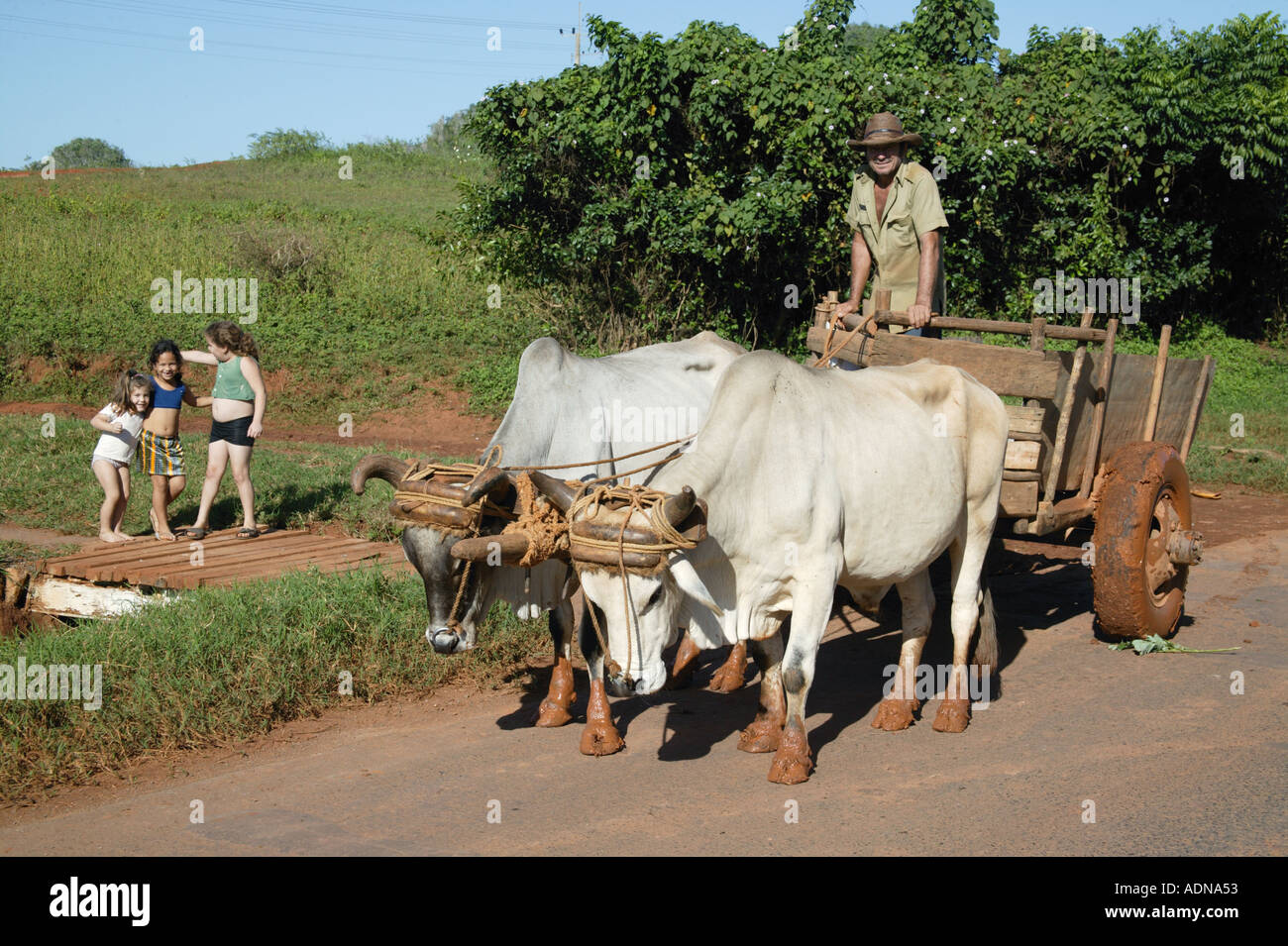 Buoi tirando un carrello vicino a Pinar del Rio Cuba Foto Stock