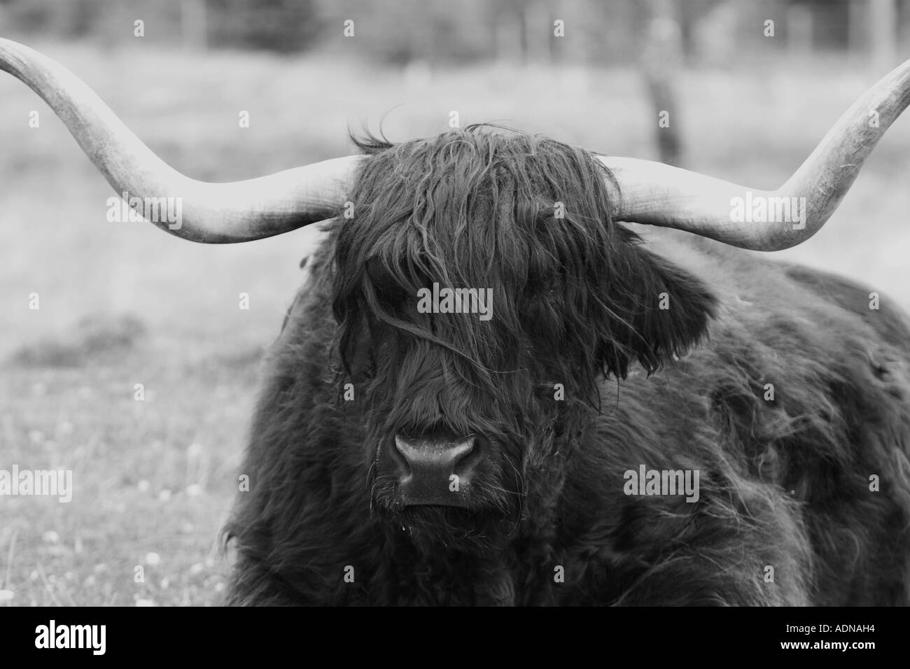 In bianco e nero di un nero Highland mucca Foto Stock