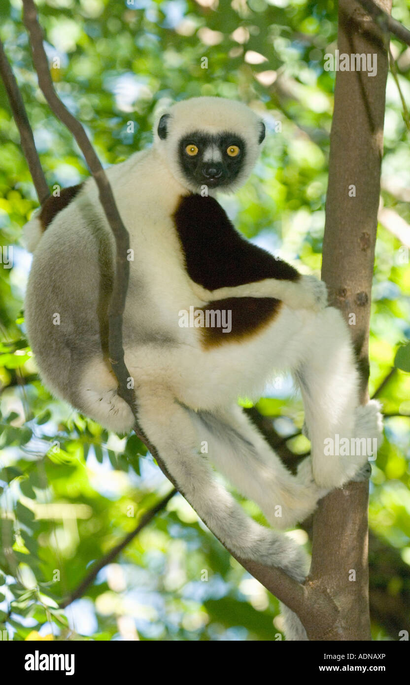Coquerel il sifaka Lemur (Propithecus coquereli) Selvatica, Ankarafantsika Parco Nazionale e Riserva di Ampijoroa, Madagascar Foto Stock