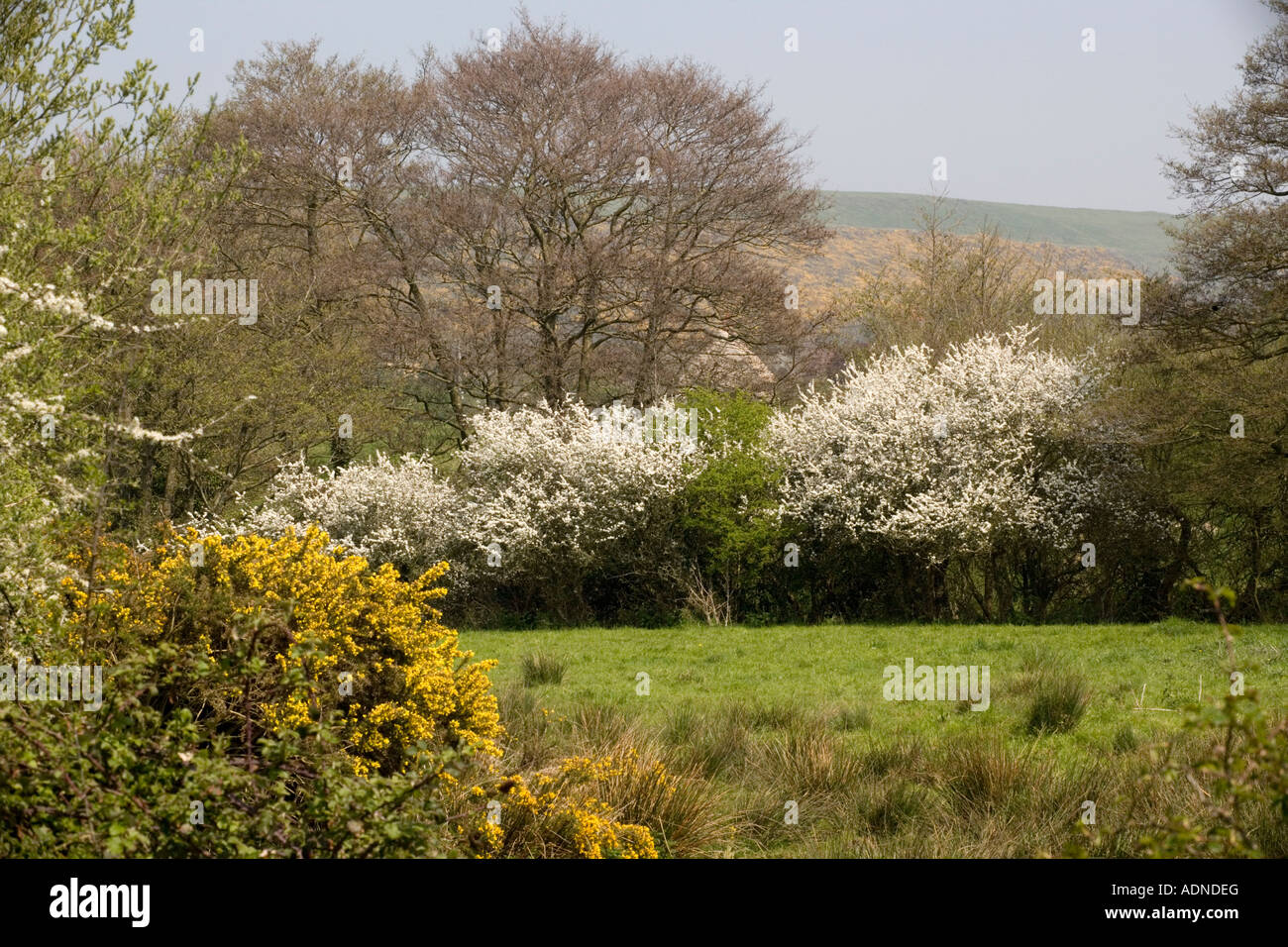 Campagna di Dorset in primavera nelle vicinanze Corfe Castle Foto Stock