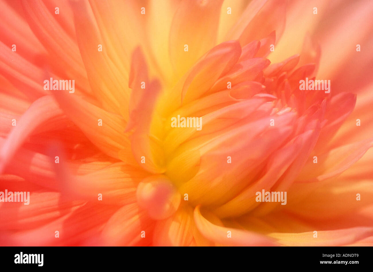 Dahlia, blossom dettaglio (Dahlia spec.) Foto Stock