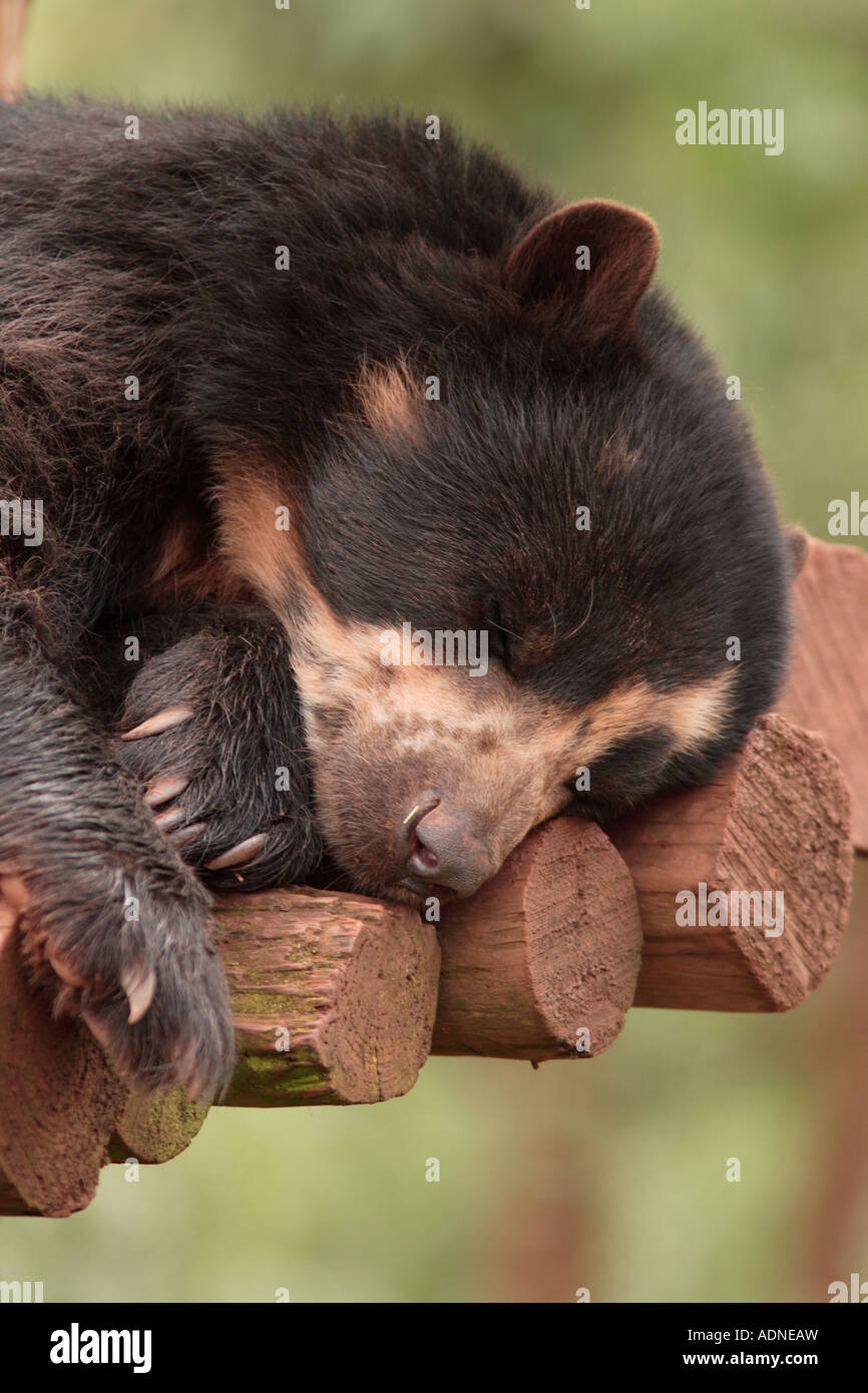Sleeping spectacled portano a sud dei laghi del parco degli animali Foto Stock