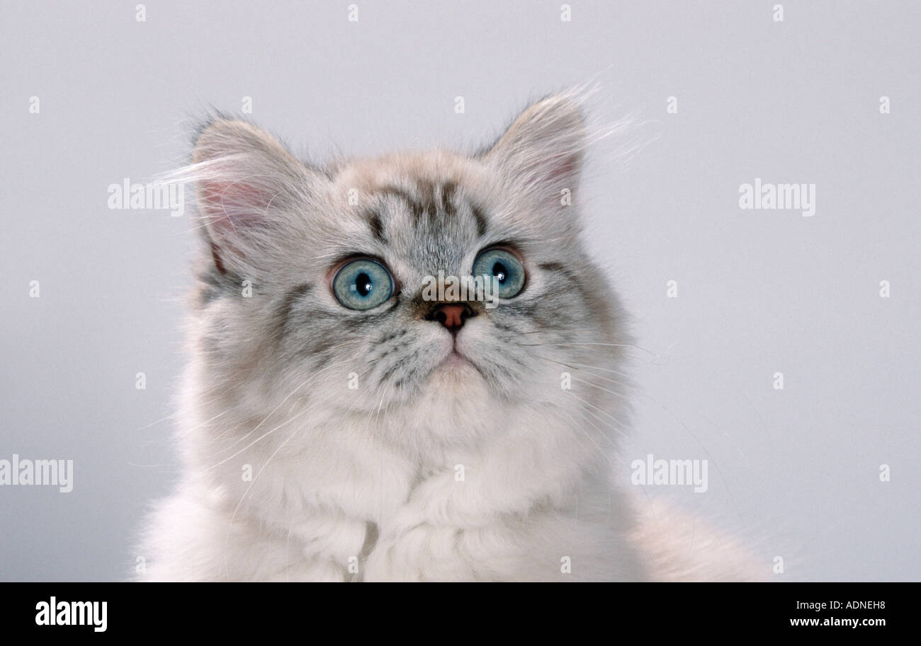 Colorpoint gatto persiano tabby point Foto Stock