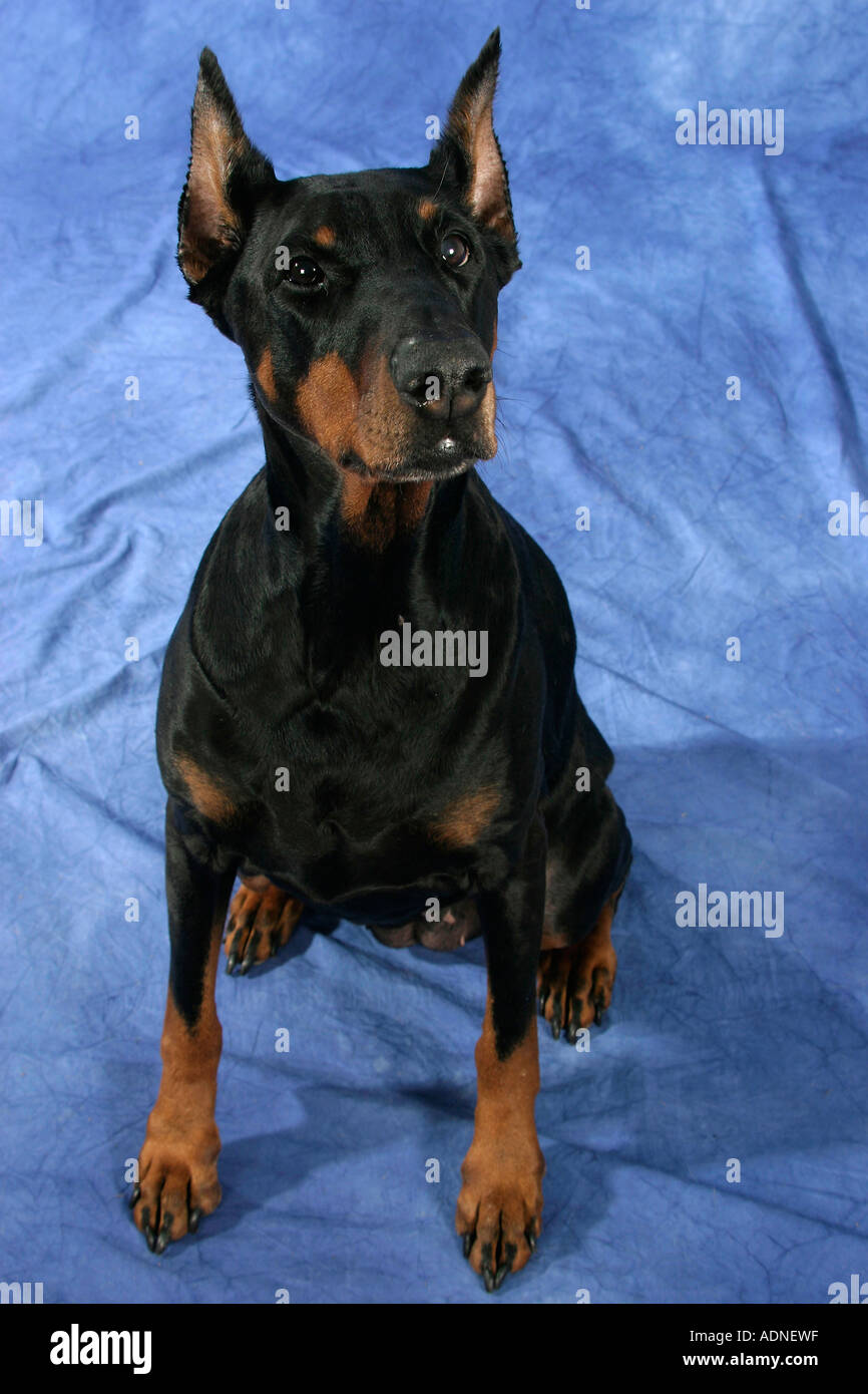 Dobermann Pinscher orecchie Foto Stock