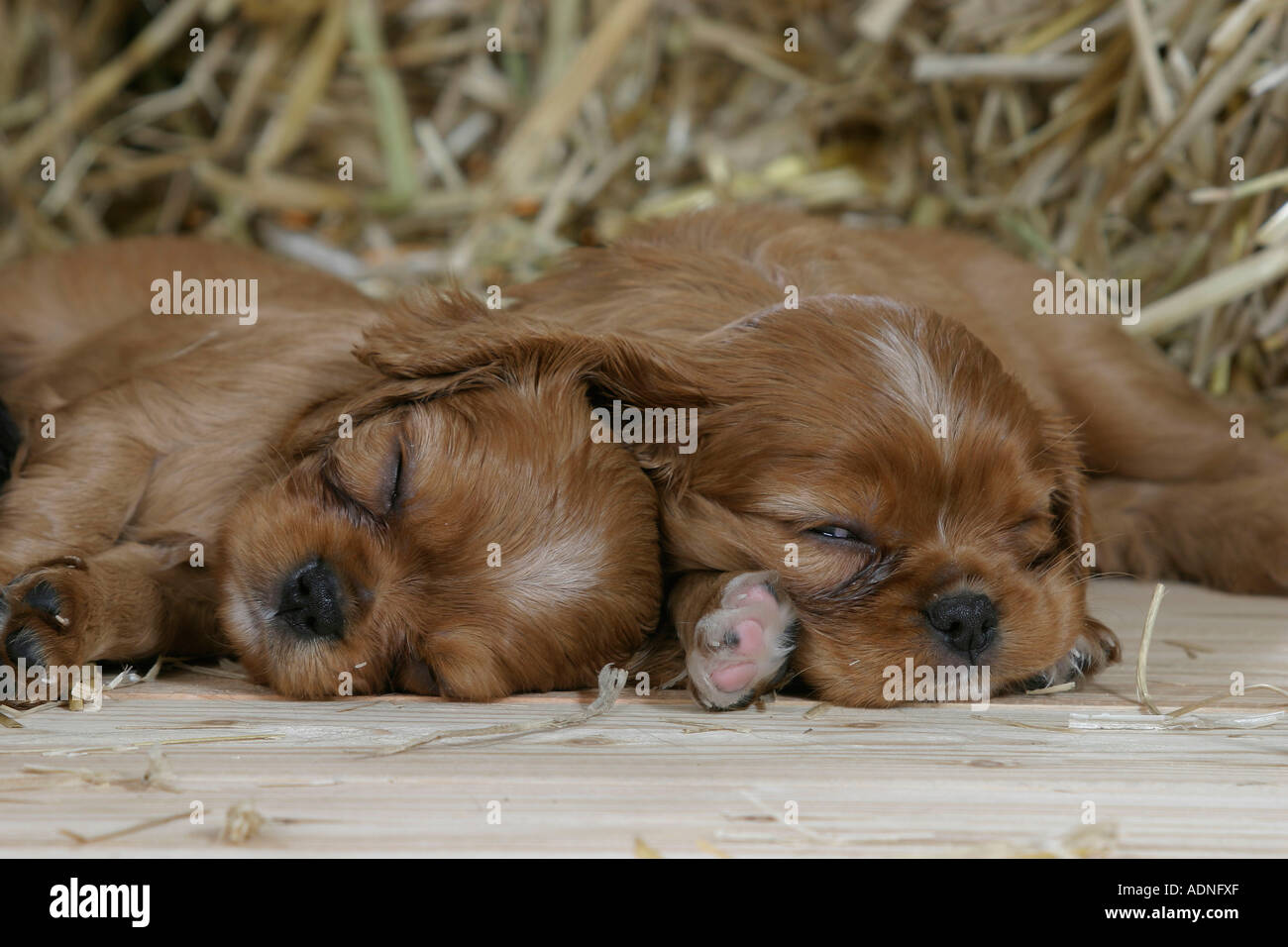Cavalier King Charles Spaniel, rubino, cuccioli, 6 settimane Foto Stock