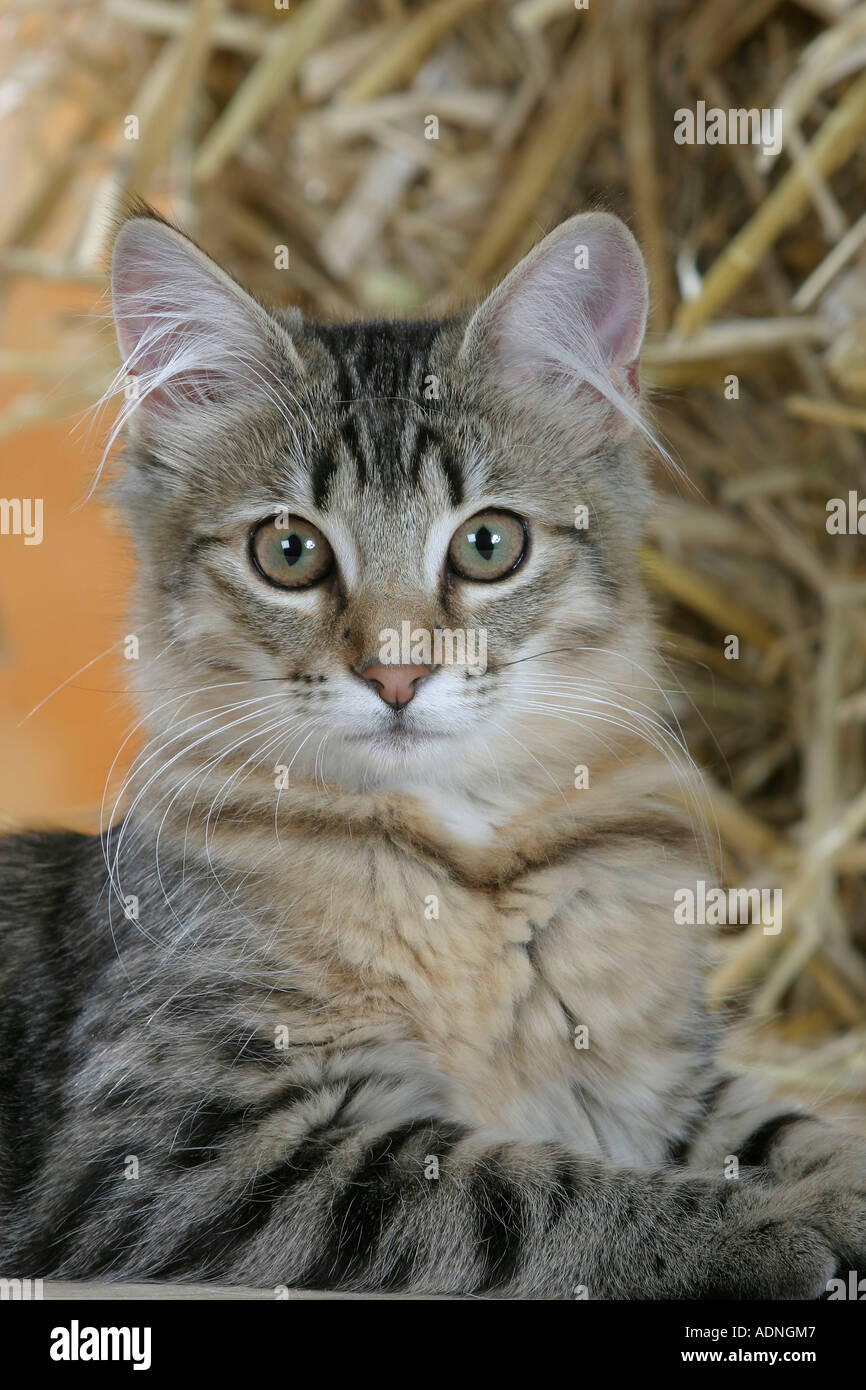 Norvegese delle Foreste, nero-tabby-sgombro Foto Stock