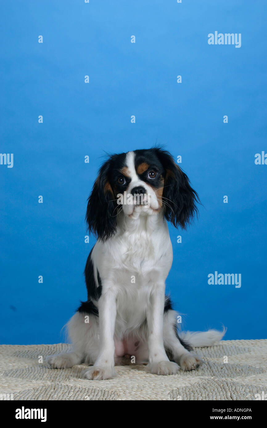 Cavalier King Charles Spaniel, 8 mese, tricolore Foto Stock