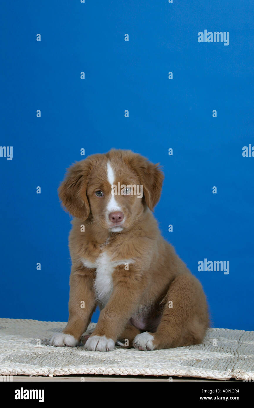 Nova Scotia Duck Tolling Retriever, cucciolo, 9 settimane Duck Toller Foto Stock