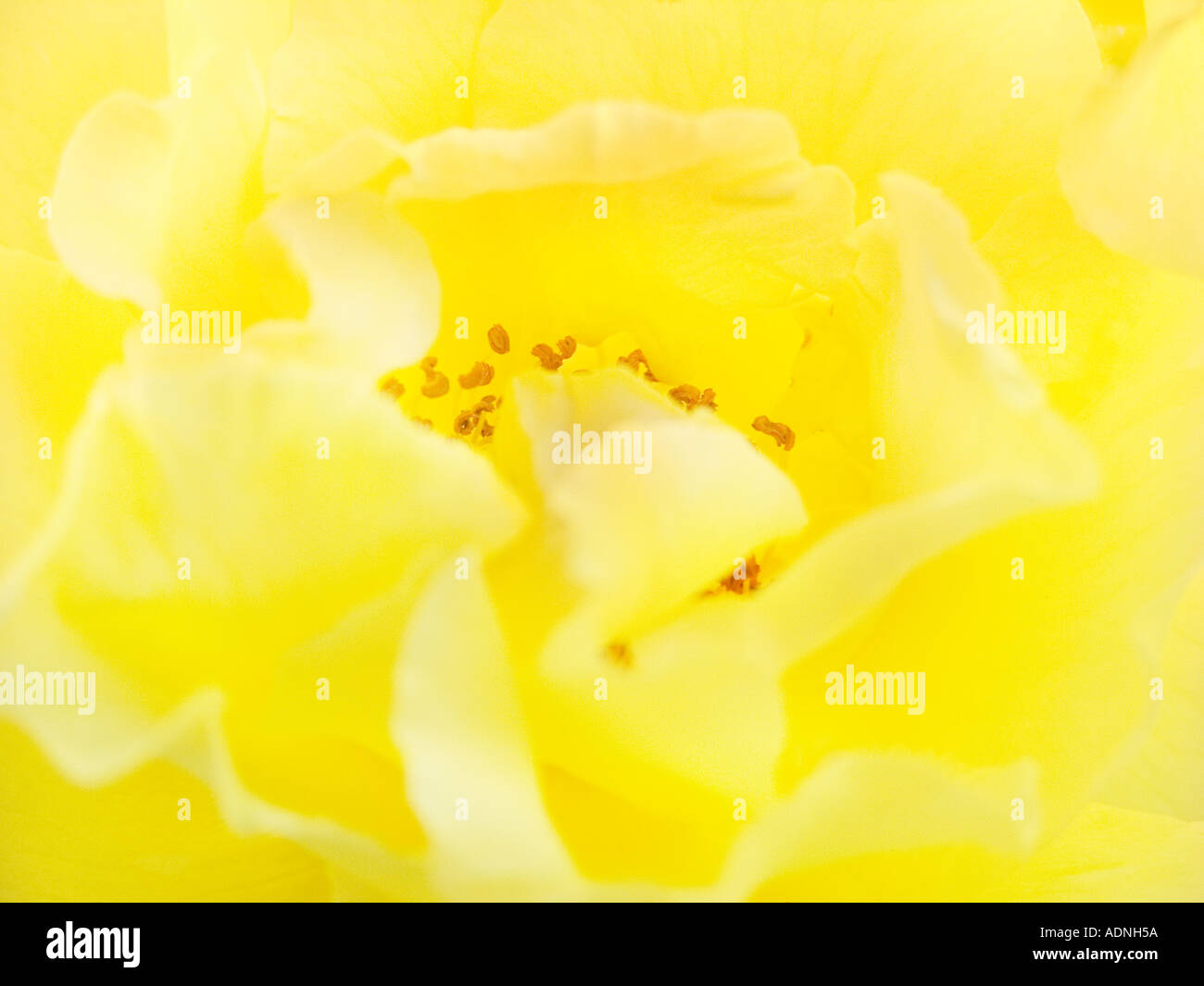 All'interno di una rosa gialla STAME POLLINE FIORE BLOSSOM Foto Stock