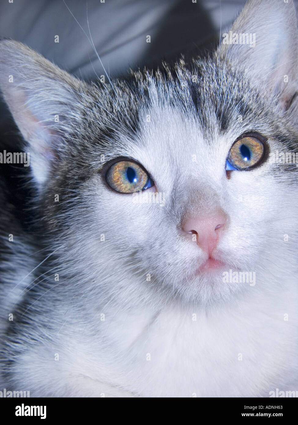 Giovani gattino bianco grigio grigio nero faccia occhio naso orecchio Foto Stock