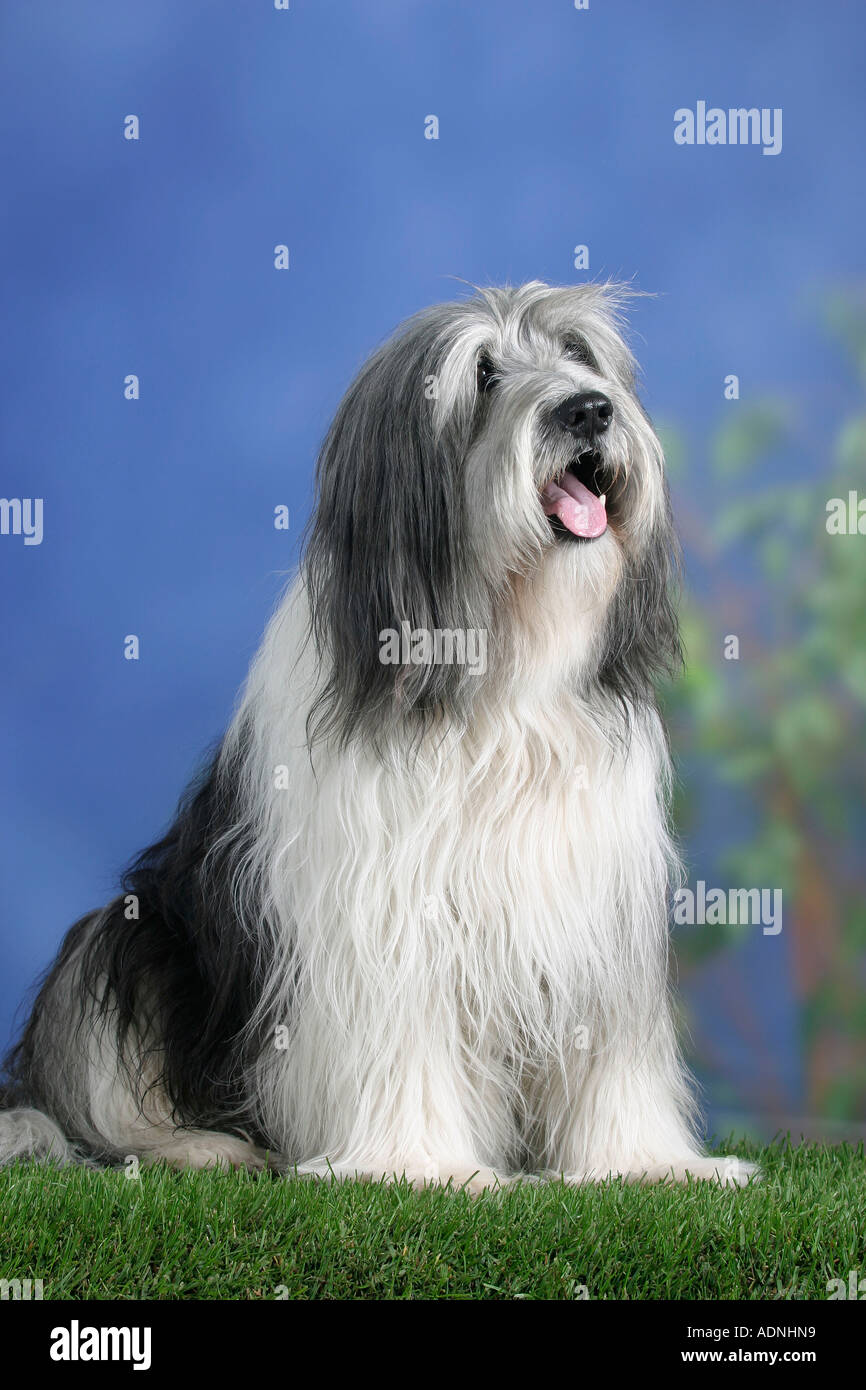 Polish Lowland Sheepdog Polski Owczarek Nizinny, PON Foto Stock