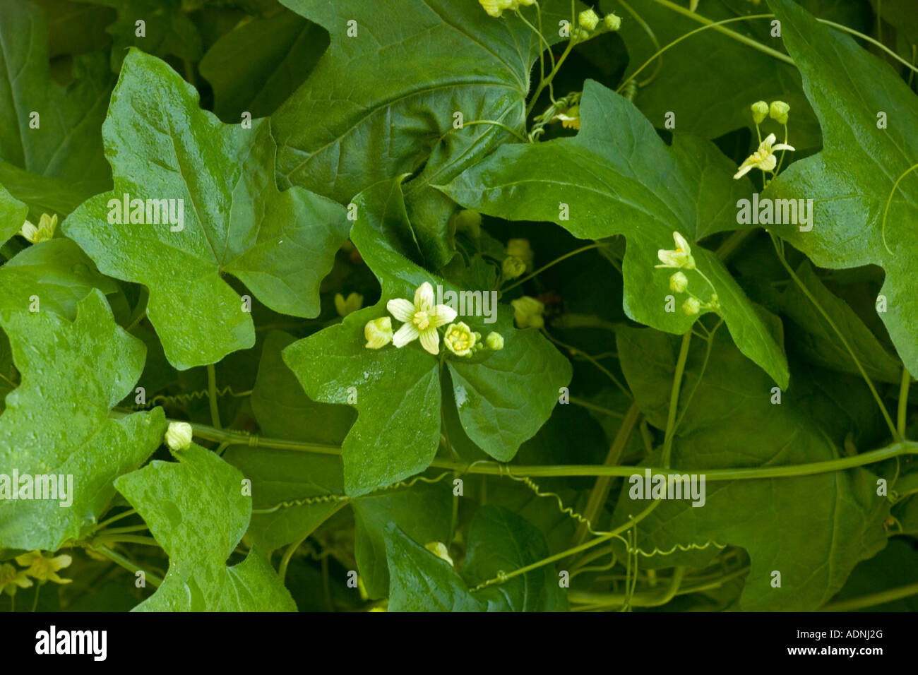 White Bryony (Bryonia dioica) in fiore, close-up Foto Stock