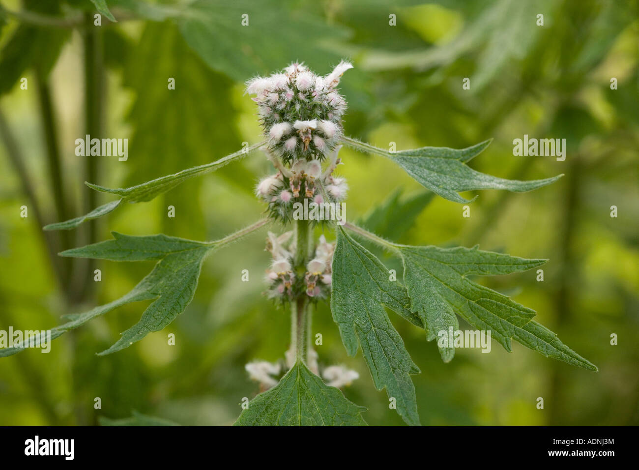 Motherwort (Leonurus cardiaca) close-up, Europa Foto Stock