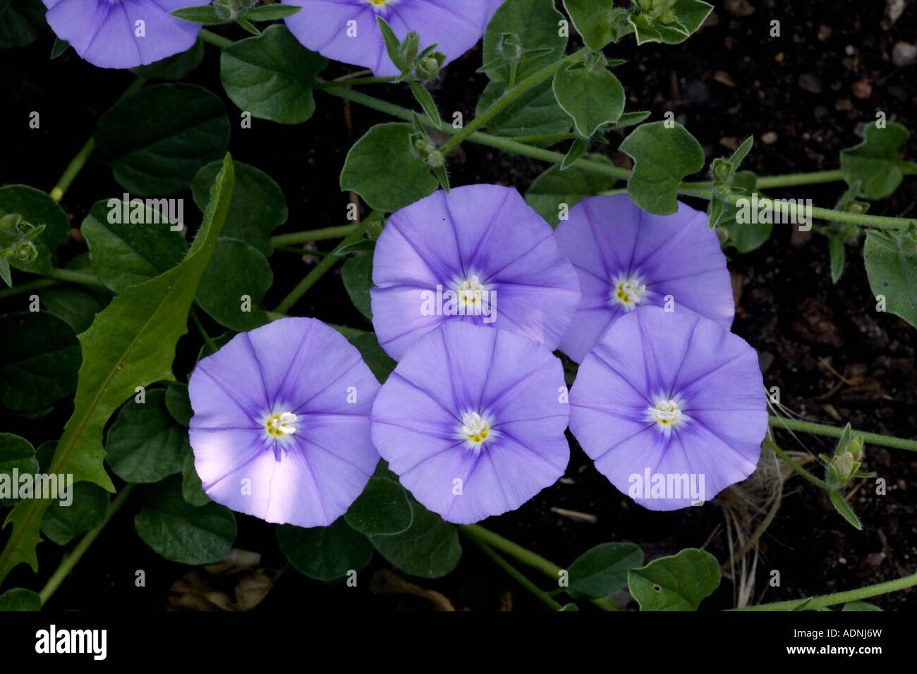 Roccia blu centinodia (Convolvulus sabatius) close-up, Italia, Europa Foto Stock