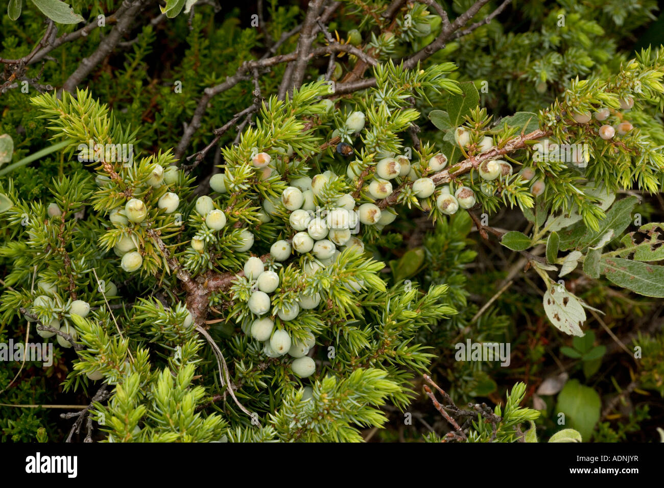 Versione alpina del ginepro comune Juniperus communis var. Saxatilis con bacche Norvegia Foto Stock