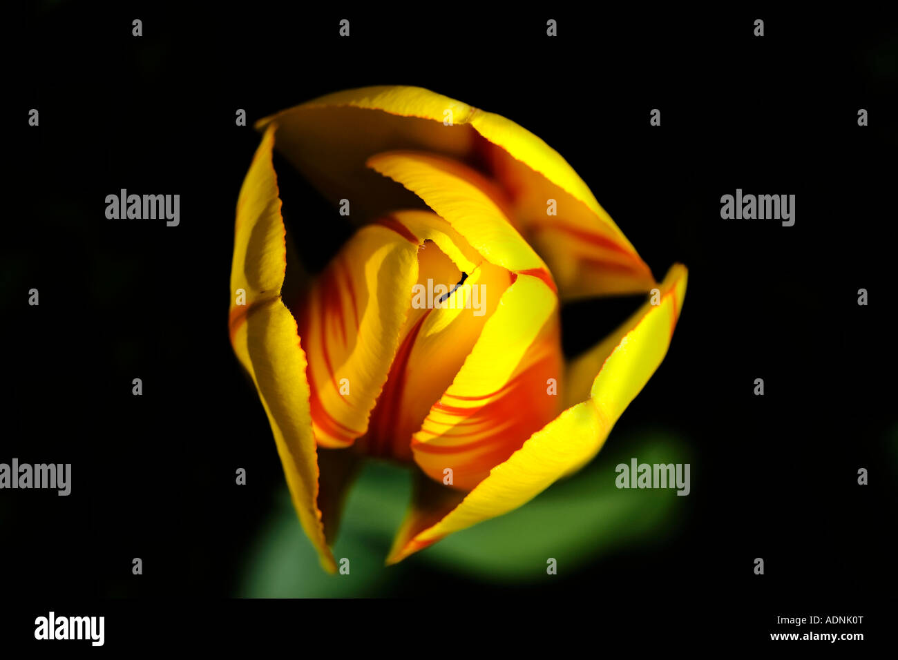 Singolo esemplare tulip con sfondo nero Foto Stock