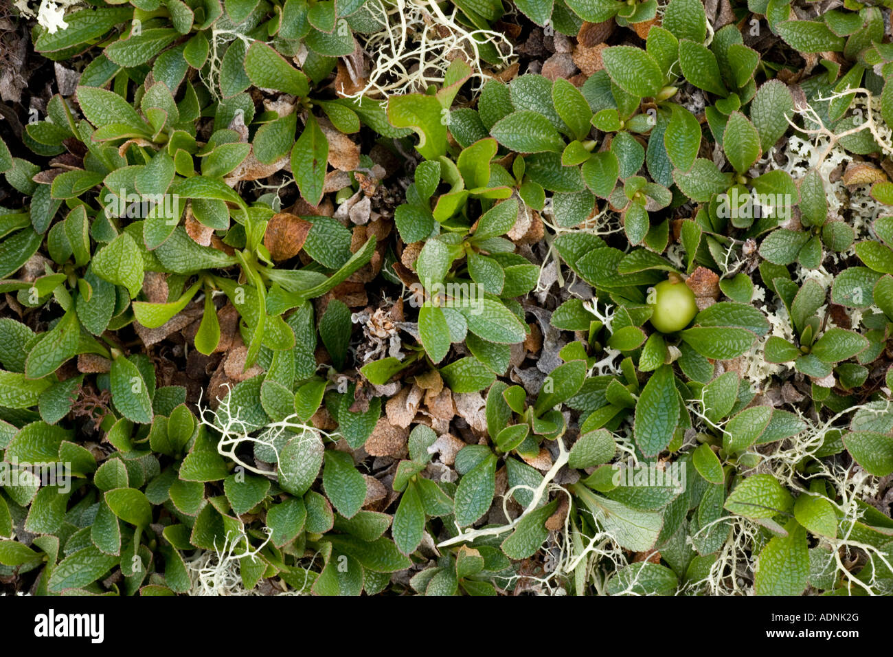 Bearberry artico, Arctostaphylos alpinus, Arctous alpinus, con frutta Scozia Foto Stock