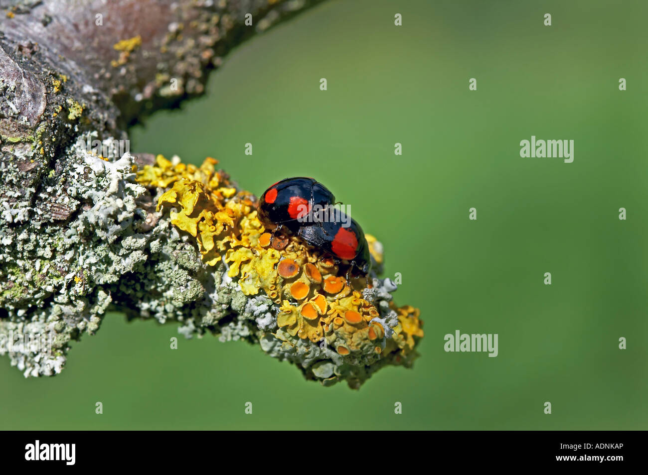 Maschio e femmina di quattro melanico maculato coccinelle coniugata su un lichene ramo coperti Foto Stock