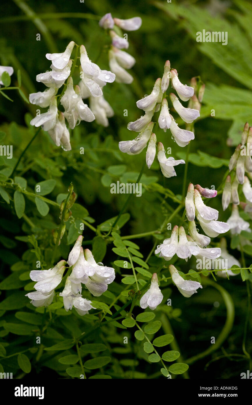 Legno veccia Vicia sylvatica in fiore raro STABILIMENTO NEL REGNO UNITO Foto Stock
