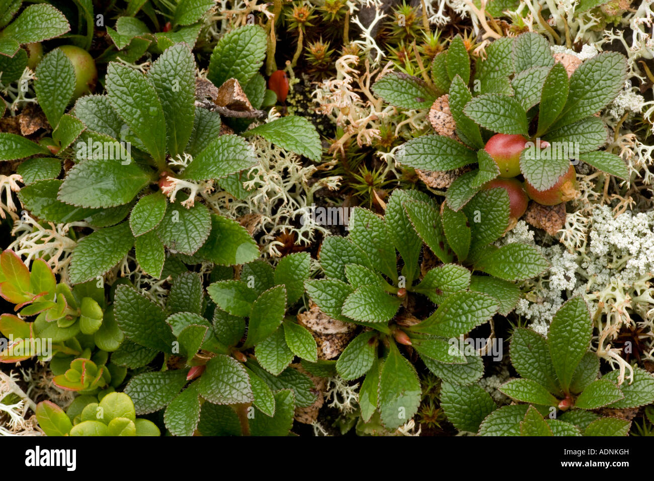 Bearberry artico, Arctostaphylos alpinus, Arctous alpinus, in frutta. Norvegia Foto Stock