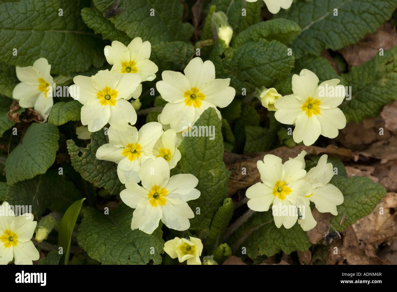 Wild primule nella primavera Primula vulgaris Wilts Foto Stock