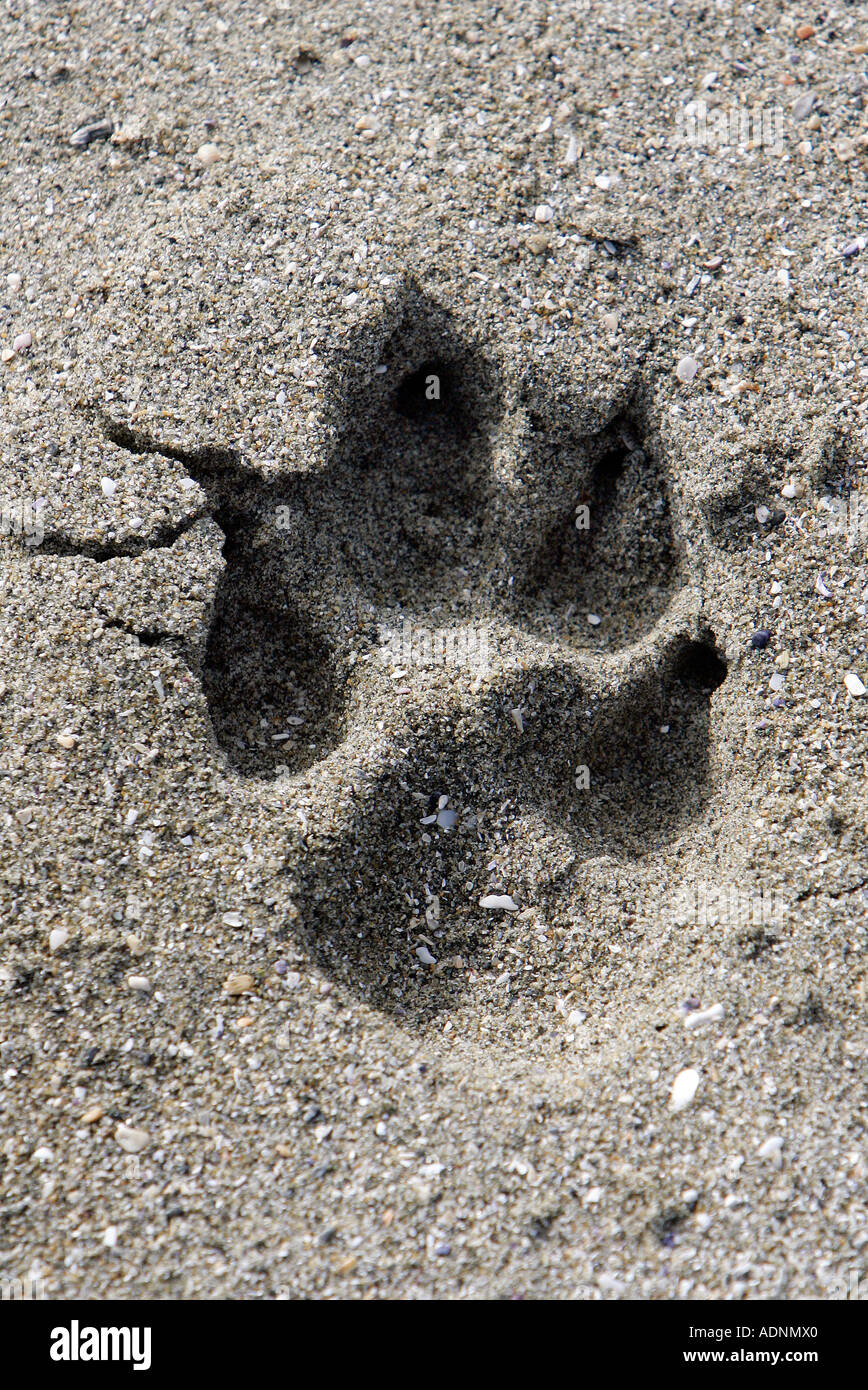 Le tracce del cane nella sabbia Foto Stock