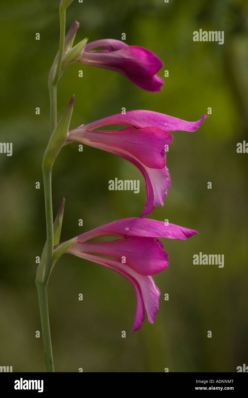 Wild gladiolus, Gladiolus illyricus, primo piano, nella New Forest, Inghilterra, Regno Unito Foto Stock