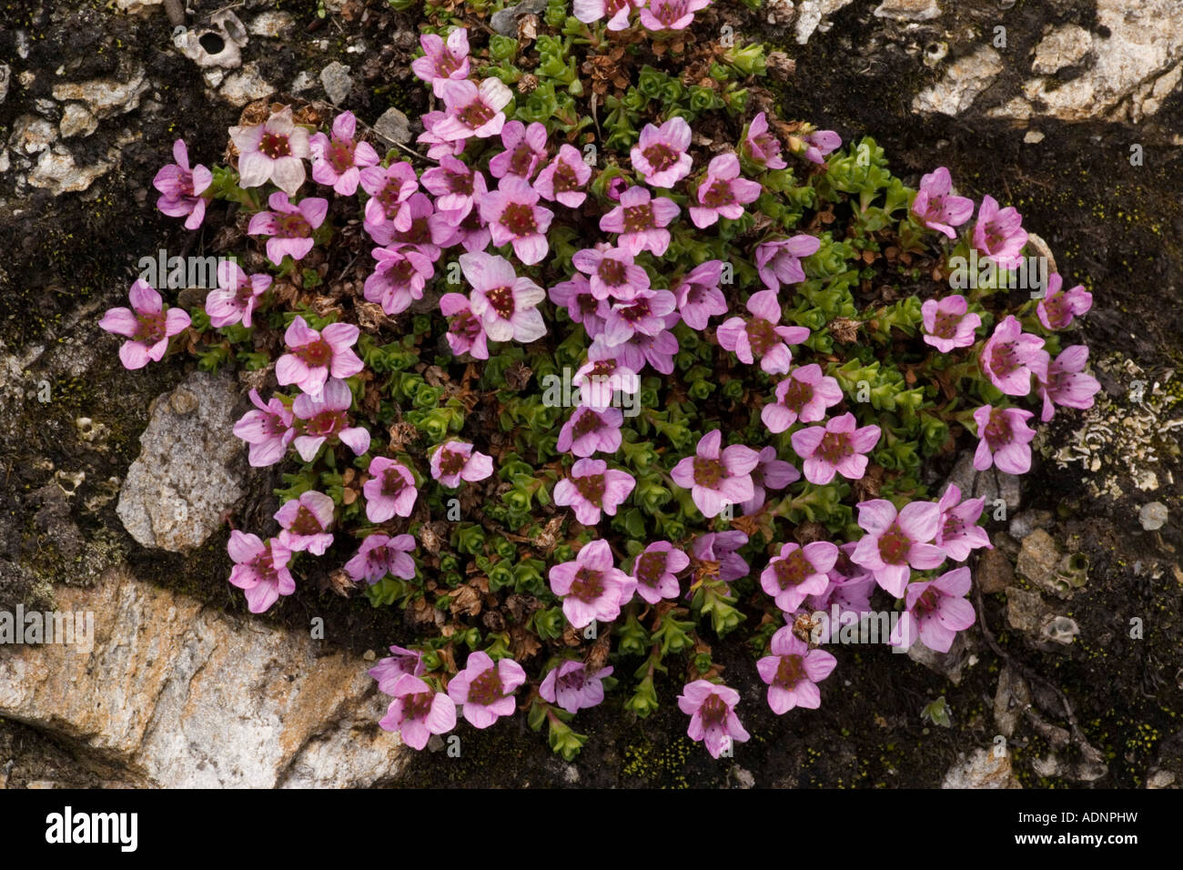 Viola sassifraga Saxifraga oppositifolia pianta di montagna nel Regno Unito Foto Stock