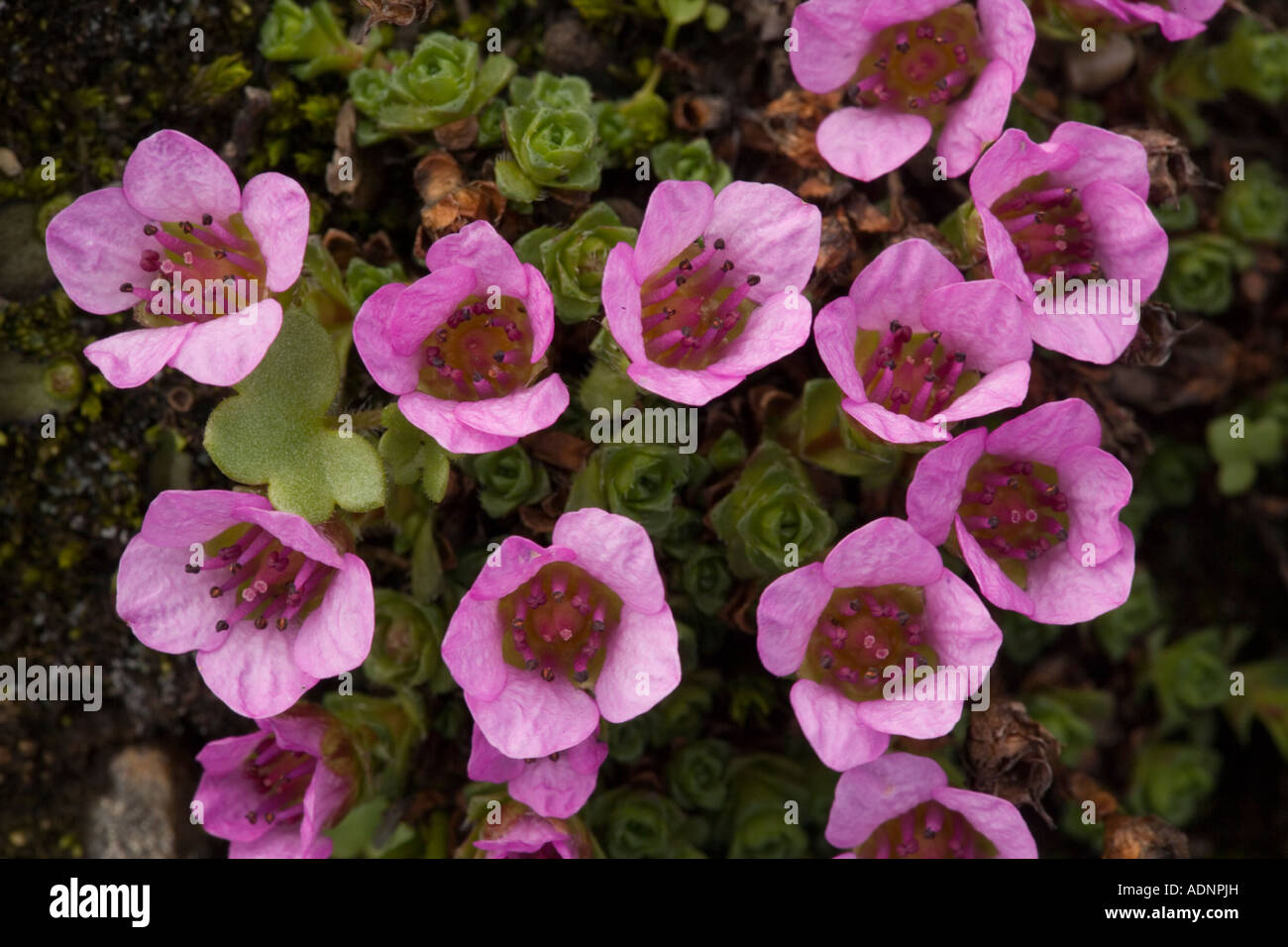 Sassifragio viola, Saxifraga oppositifolia, impianto di montagna nel Regno Unito Foto Stock