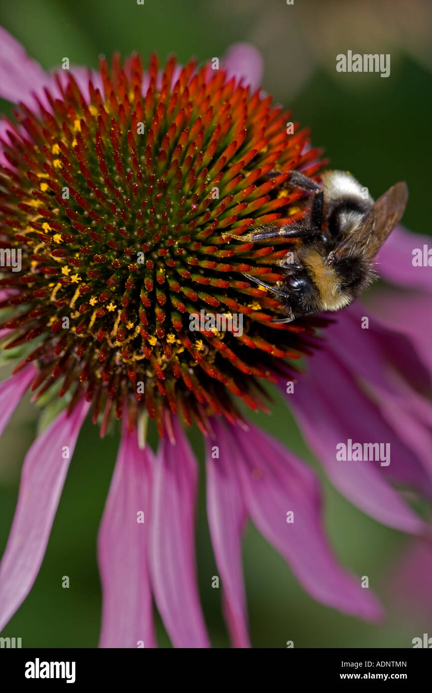 Bumble Bee (Bombus spp) su Purple Coneflower (l'Echinacea purpurea) specie è probabilmente Bombus terrestris - Inghilterra REGNO UNITO Foto Stock