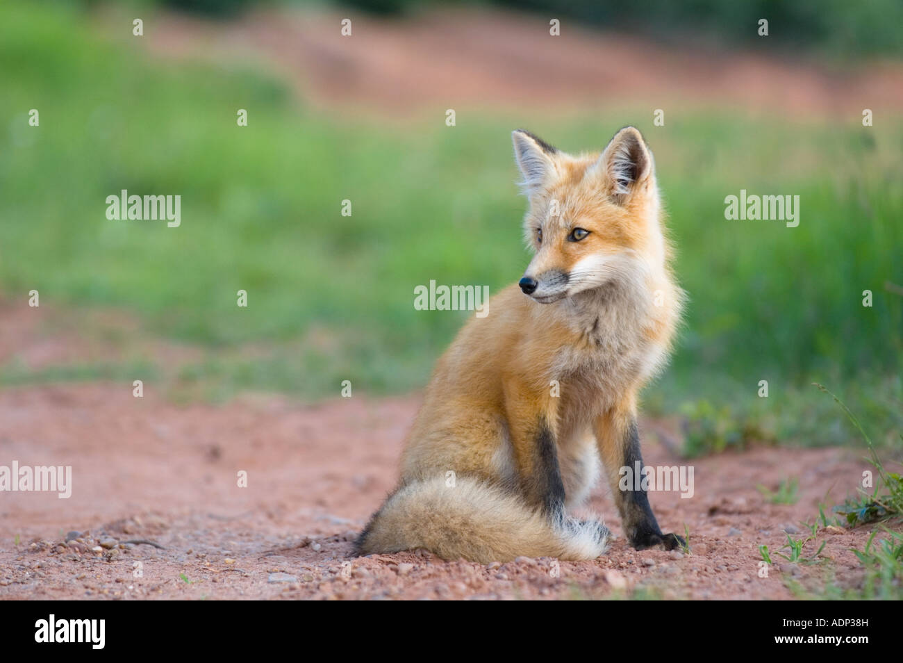 Red Fox stalking Foto Stock