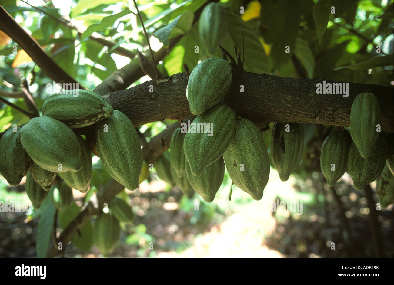 Coppia cacao Cialde sulla boccola in una piantagione di Mindanao nelle Filippine Foto Stock