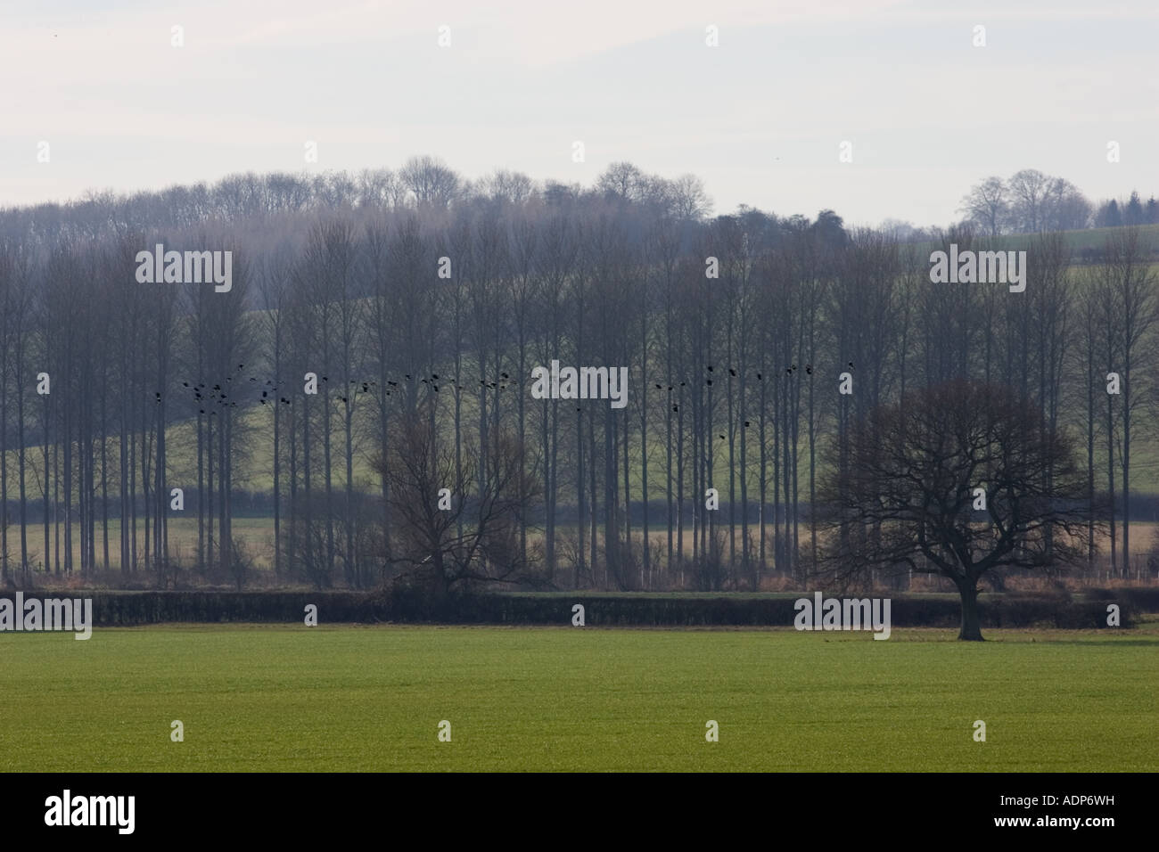 Gregge di Lapwings volare oltre i pioppi su Bourton sull'acqua Gloucestershire Regno Unito Foto Stock