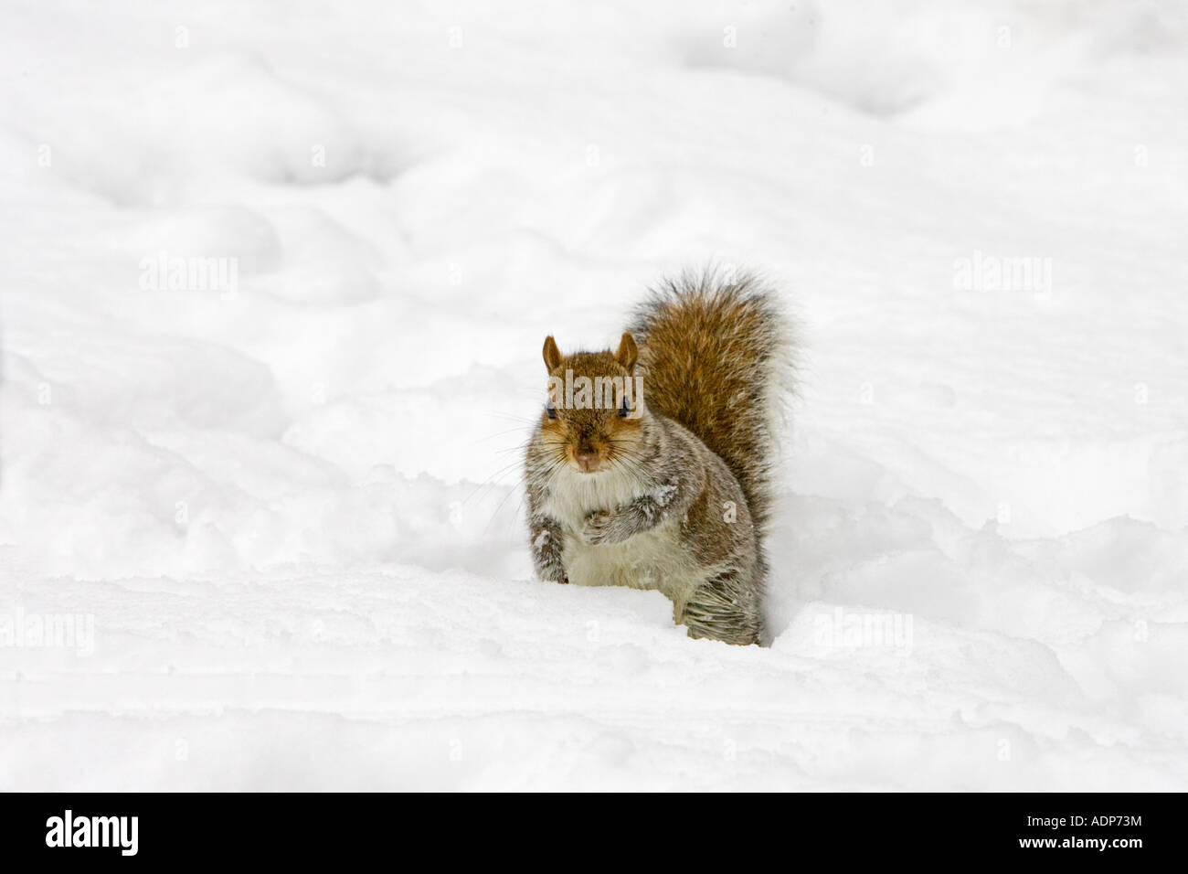 Scoiattolo grigio in neve su Hampstead Heath North London Regno Unito Foto Stock