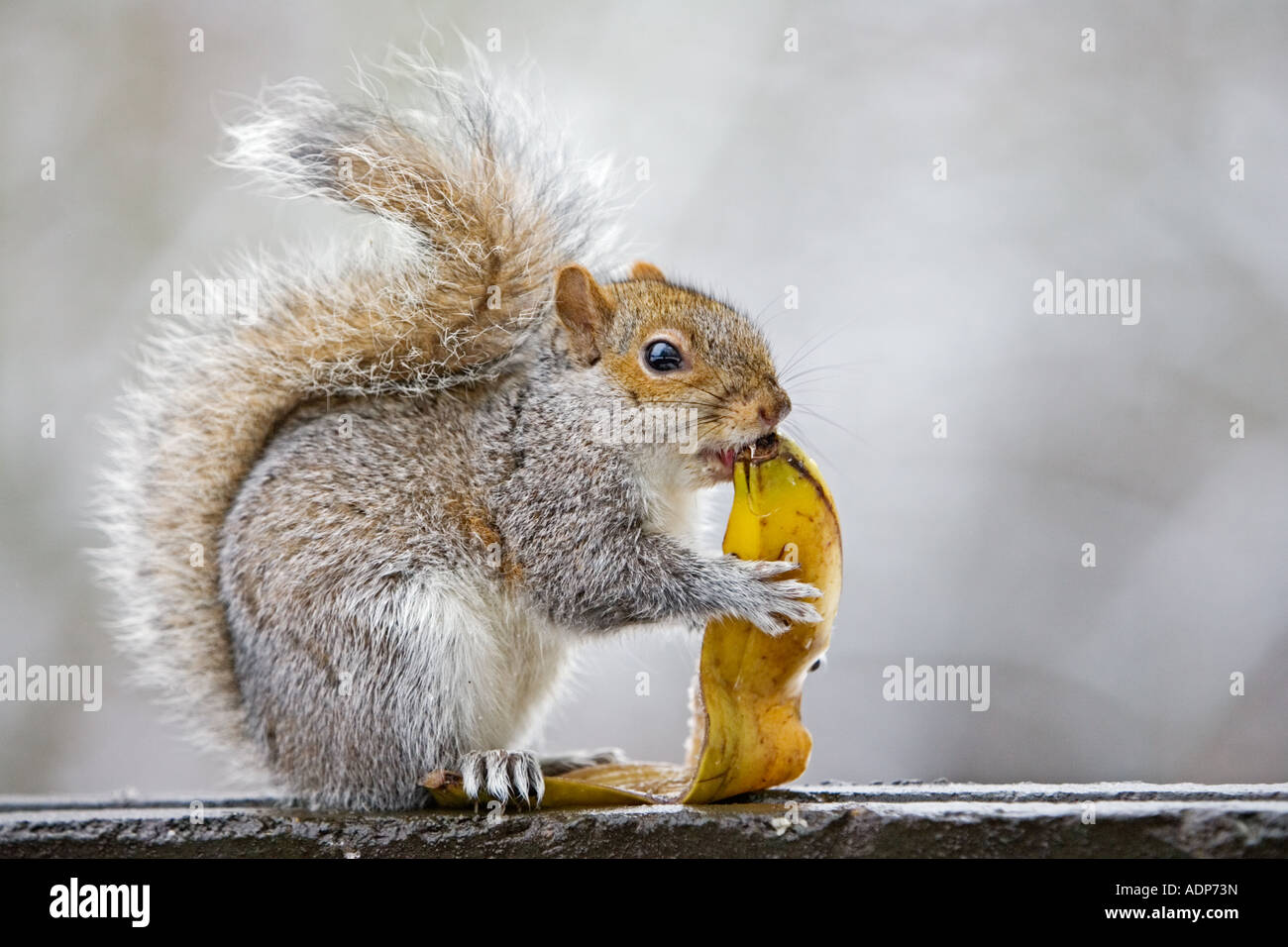 Scoiattolo grigio mangia la buccia di banana dal bidone della spazzatura a Hampstead Heath London Regno Unito Foto Stock