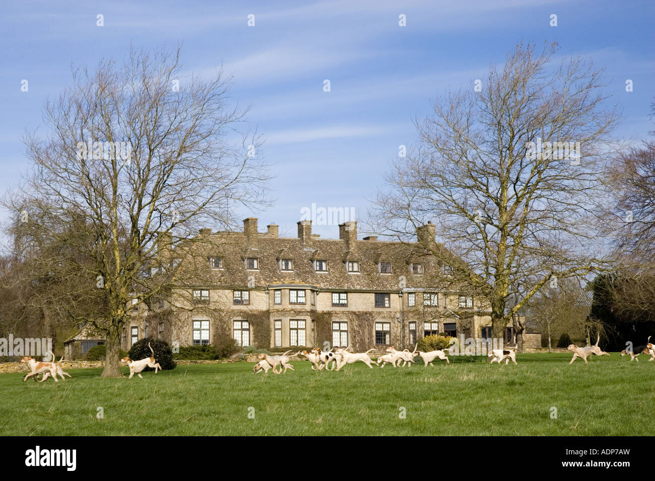 Pack di hounds parte di Heythrop Hunt eseguito su Swinbrook House Station Wagon Oxfordshire, Regno Unito Foto Stock