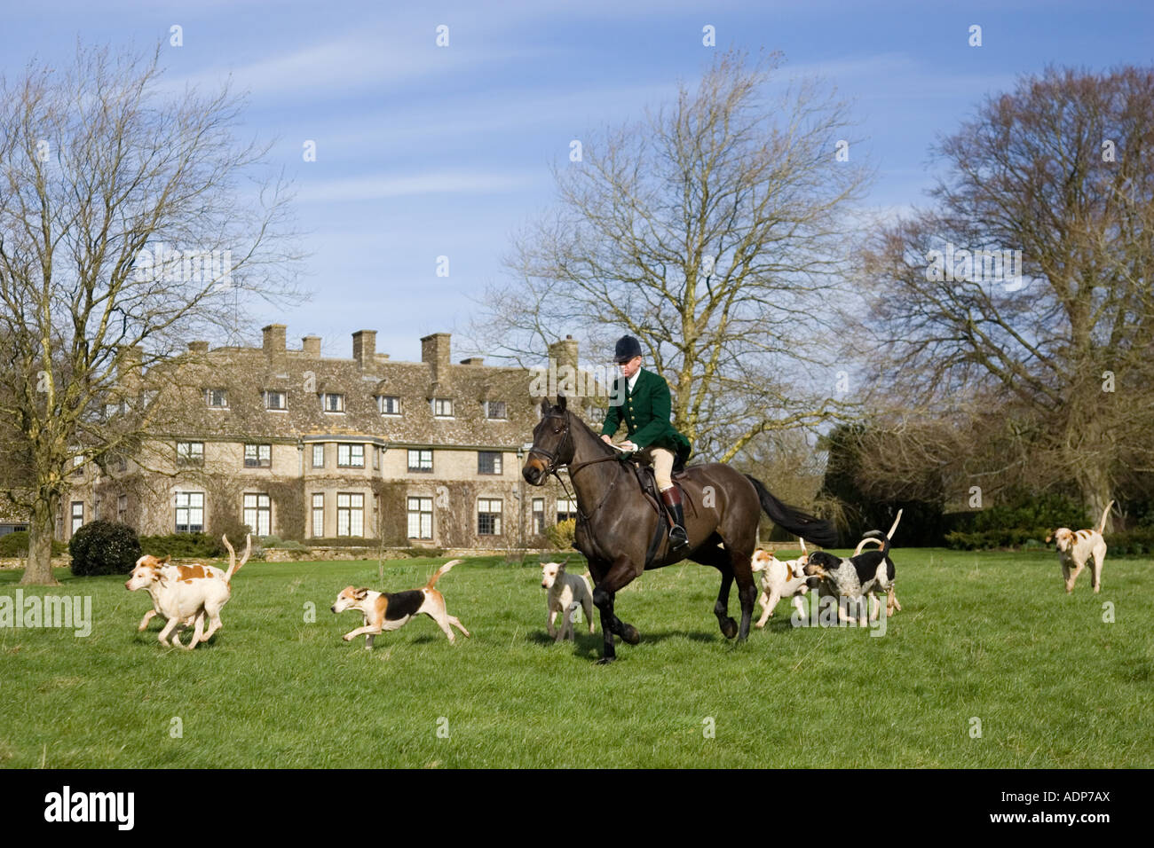 Gli stati di Heythrop Hunt corre con hounds al tradizionale incontro di suoneria su Swinbrook House Station wagon in Oxfordshire, Regno Unito Foto Stock