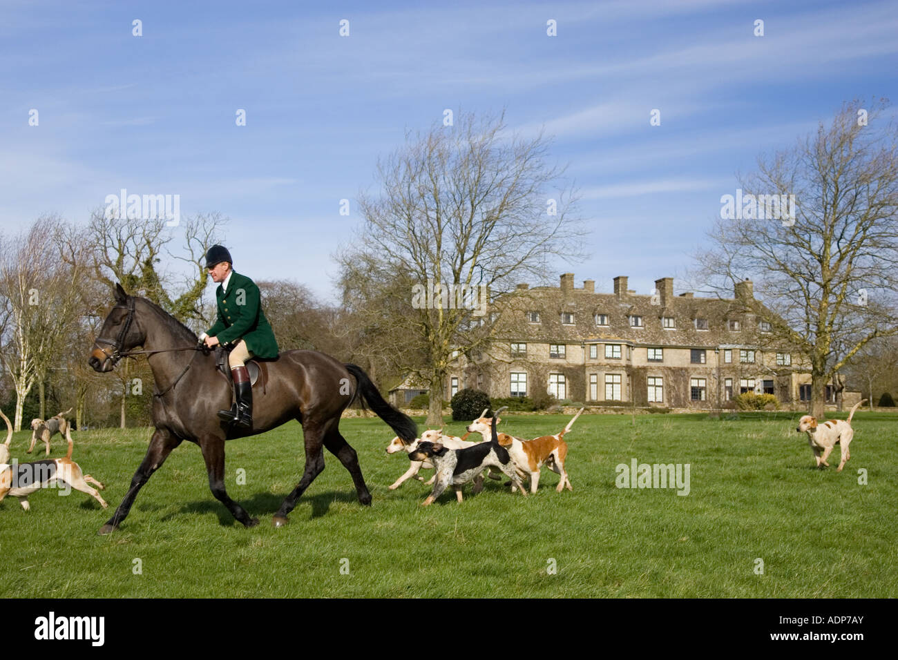 Gli stati di Heythrop Hunt corre con foxhounds al tradizionale incontro di suoneria su Swinbrook House Station wagon in Oxfordshire, Regno Unito Foto Stock