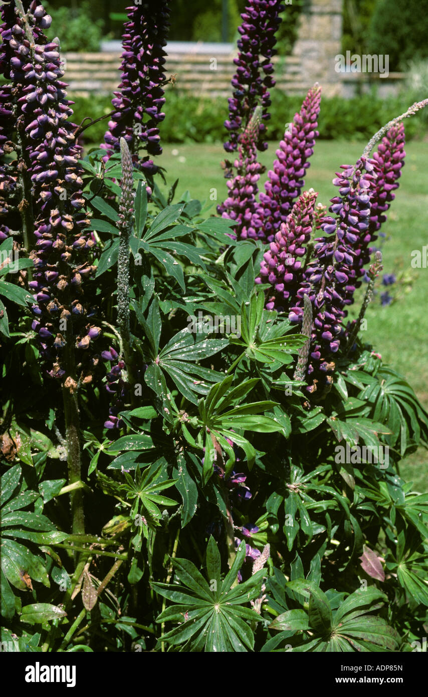 Lupin afide Macrosiphum albifrons infestazione su Lupin Lupinus spp boccioli di fiori Foto Stock