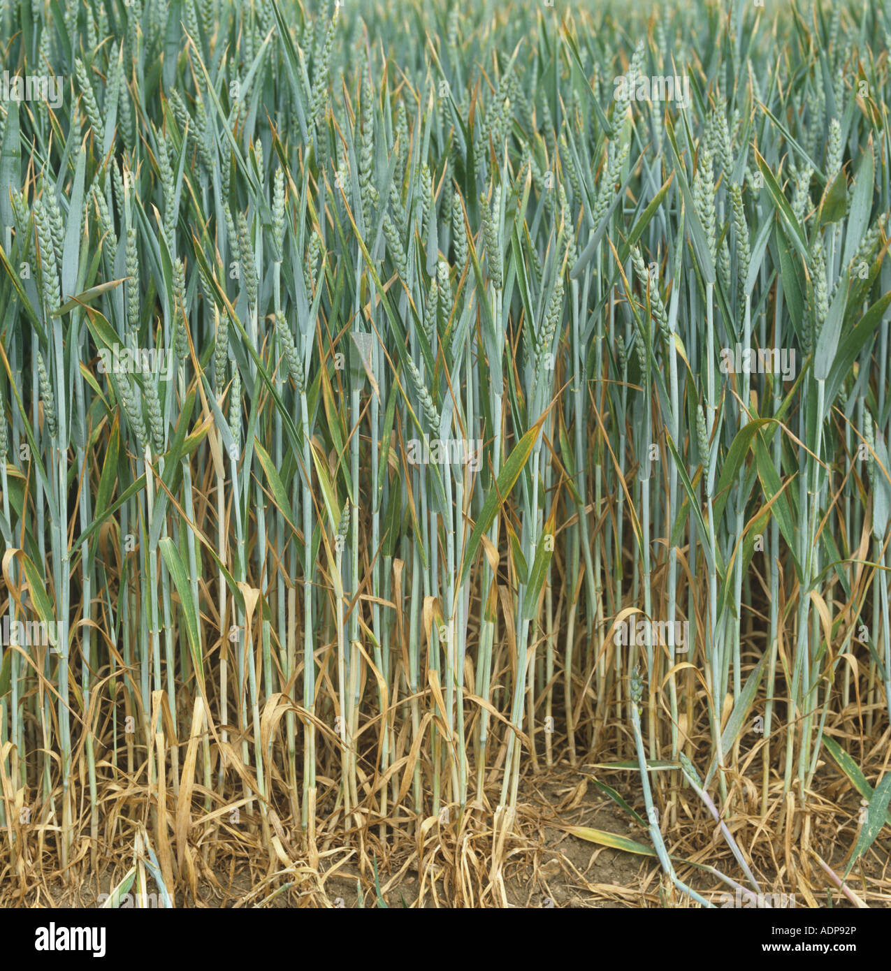 La siccità ha sollecitato il raccolto di grano senescing prematuramente durante un'estate calda asciutta Foto Stock