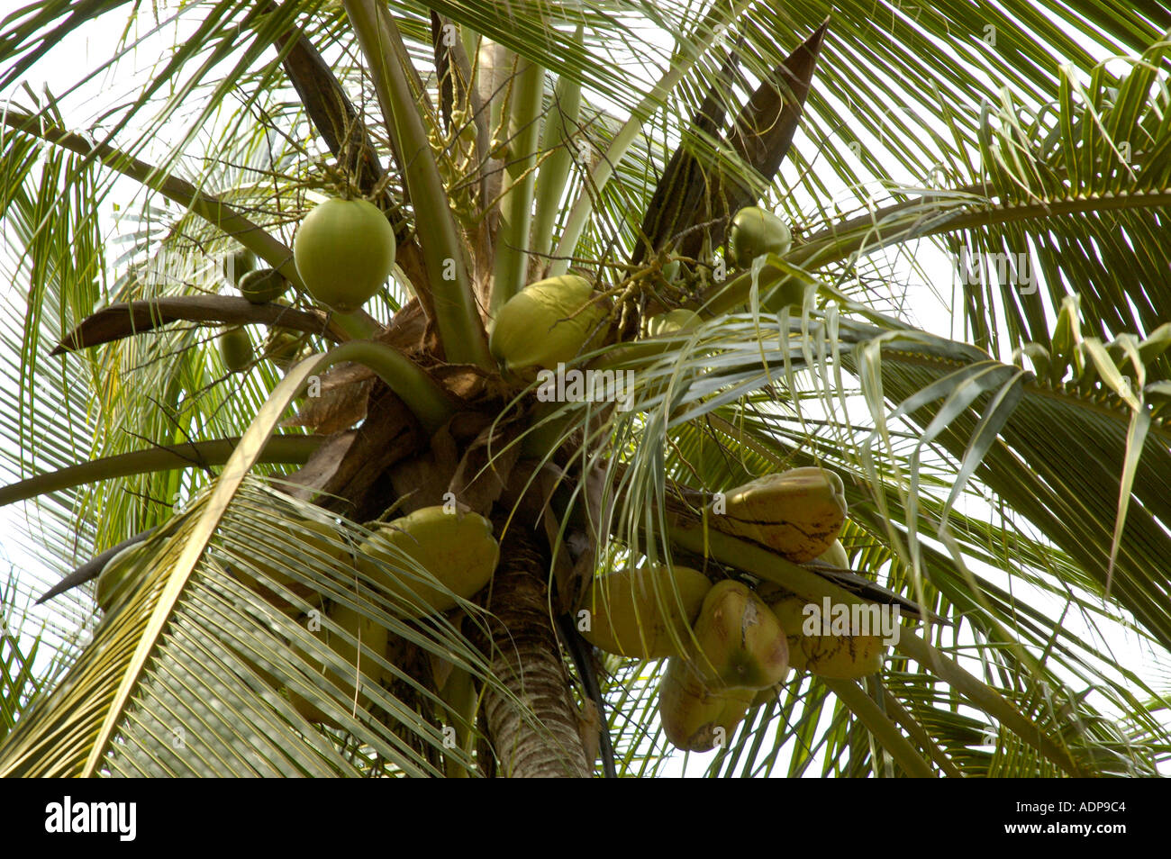Noci di cocco in palme e banani contro sky Trivandrum Thiruvananthapuram Kerala India Foto Stock
