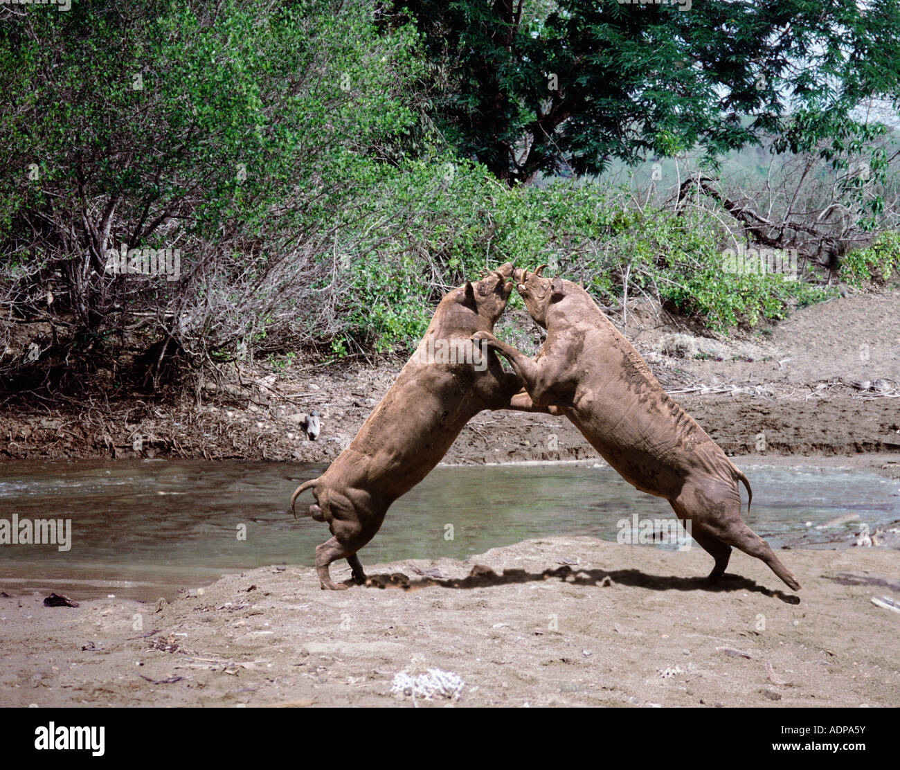 Babiroussa (Babyrousa babyrussa) maschi combattimenti Foto Stock