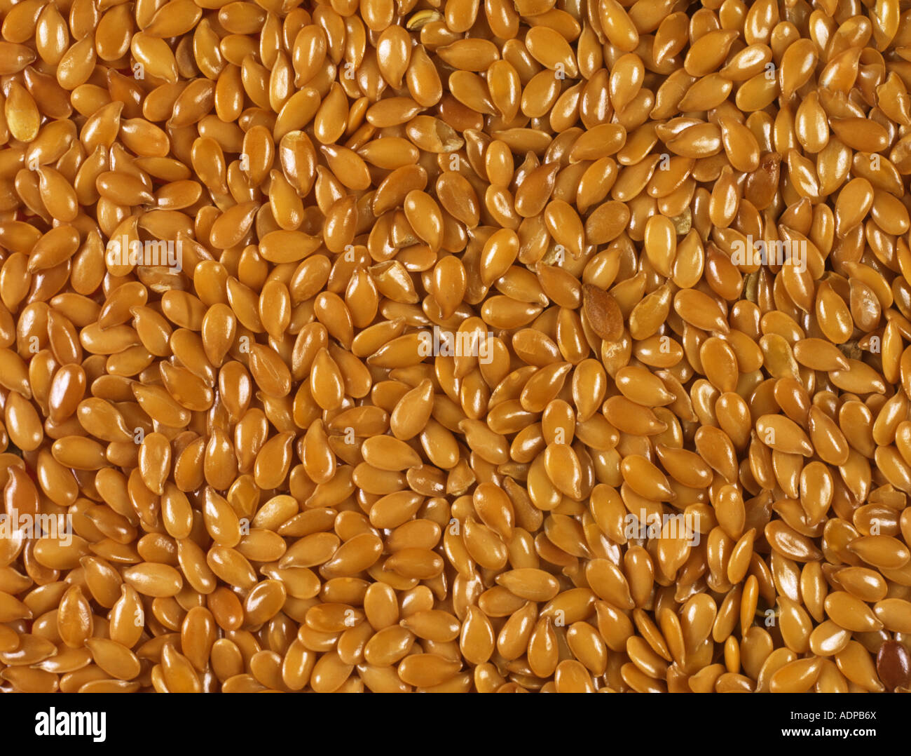 Golden semi di lino o di semi di lino utilizzati in cucina e salute alimenti Foto Stock