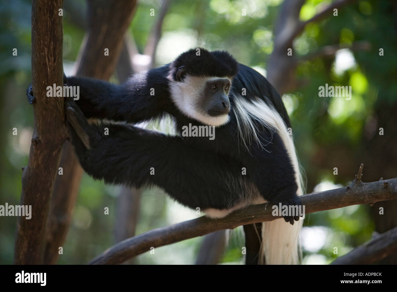 Battle Creek Michigan un Colobus Monkey in Africa selvaggia presentano presso il legante Park Zoo Foto Stock